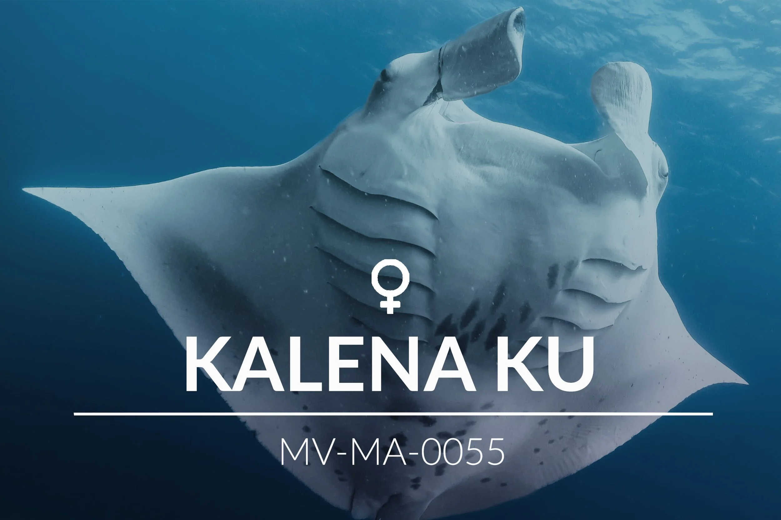 Adopt a Manta - Choose Your Manta — Manta Trust